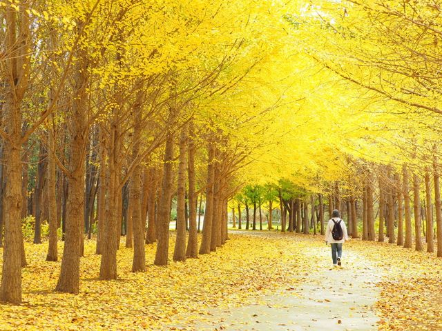 《11月とにかく安く行きたい》北海道旅行フリープランイメージ